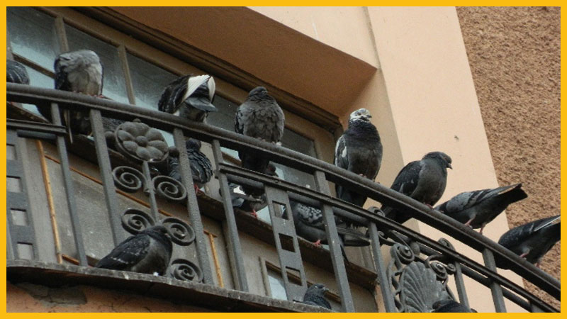 как отпугнуть голубей с балкона